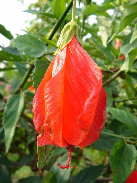 Malvaviscus arboreus